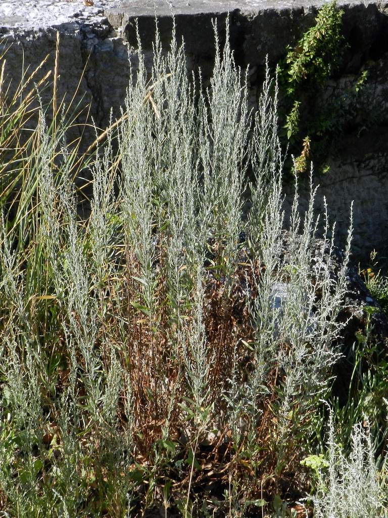 Artemisia sp. ?